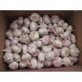 New Crop Chinese Fresh Natural Normal  White Garlic Wholesale